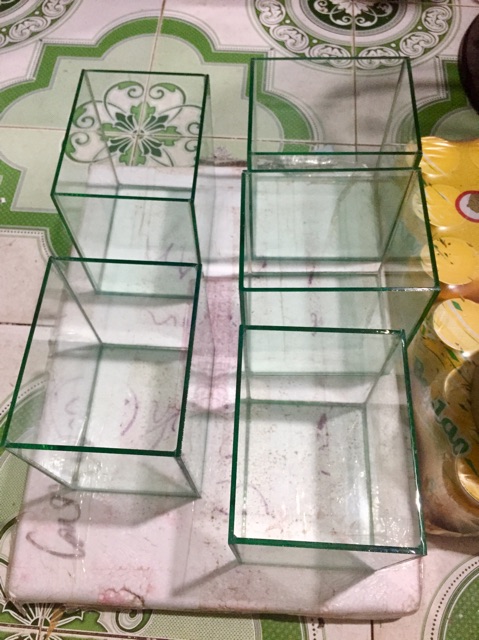 Bể cá betta -Bể nuôi cá chọi