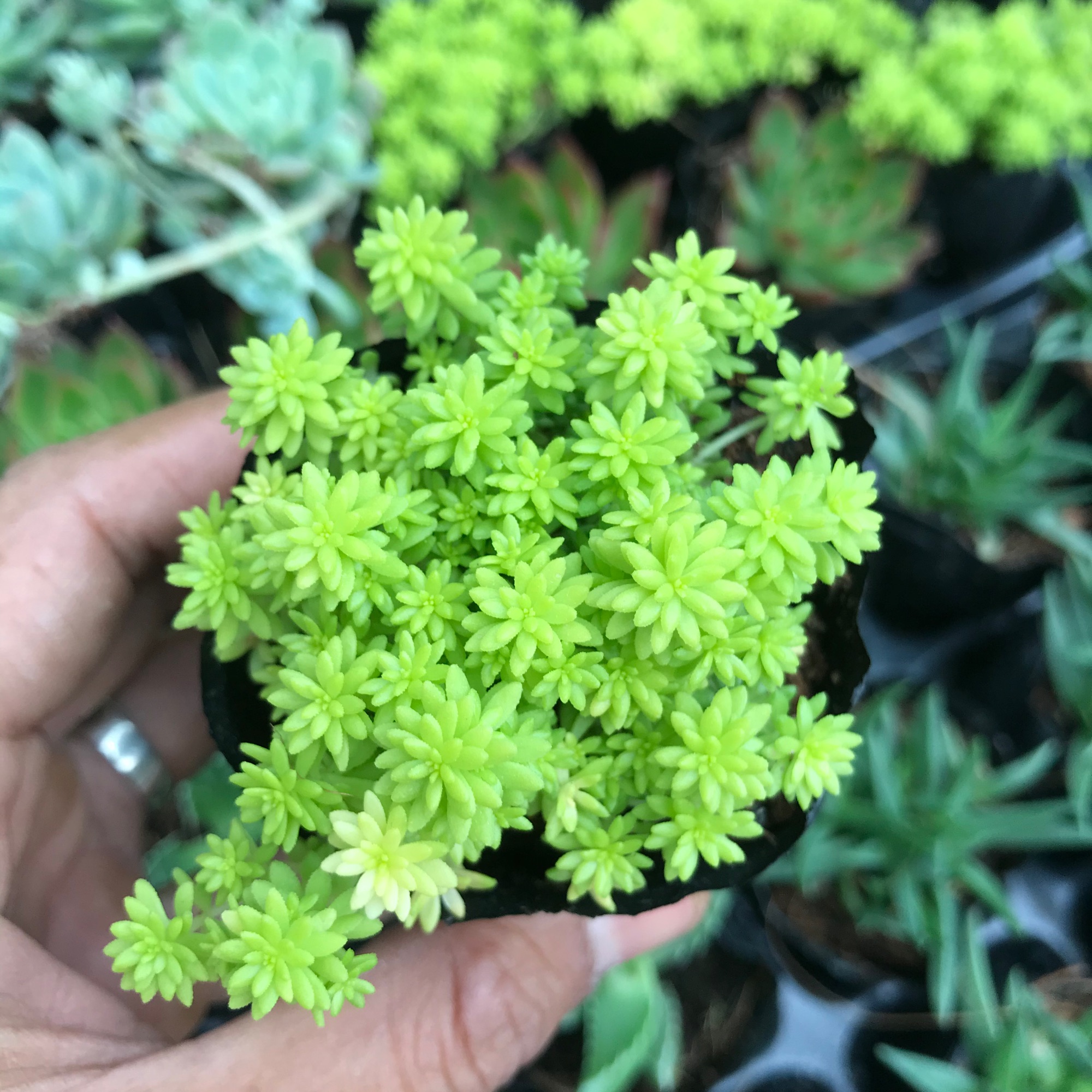 Sen đá sidum vàng, sen đá có ý nghĩa cho một tình bạn, tình yêu vĩnh cửu, về phong thủy nó còn mang ý nghĩa sung túc và đầm ấm trong gia đình