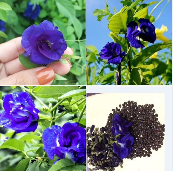 "Gói 20 Hạt " Hạt Giống Hoa Đậu Biếc Hoa Cánh Kép