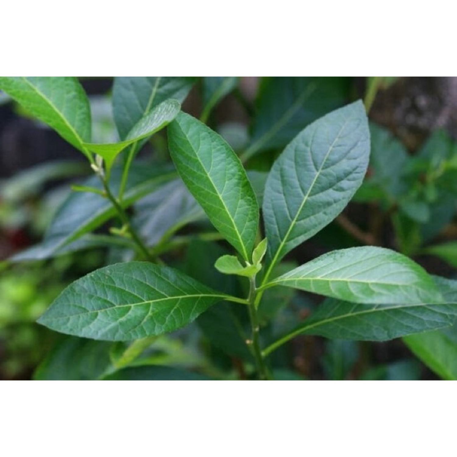 Cây mật gấu