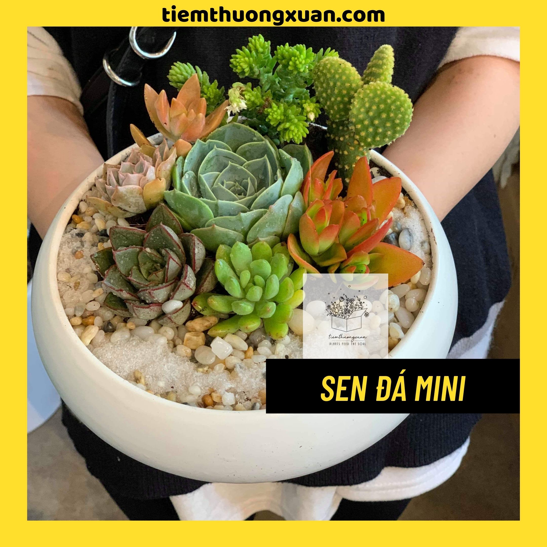 [FREESHIP] Sen đá mini,sen đá kim cương - Combo sen đá,cây cảnh - Giao ngẫu nhiên - Tiệm thường xuân