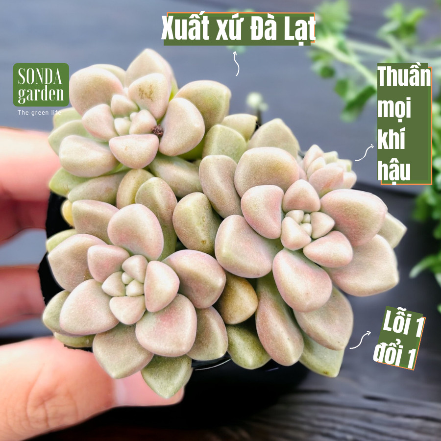 SEN ĐÁ KIM TUYẾN SIZE BÉ SIÊU KHỎE ĐẸP LỖI 1 ĐỔI 1