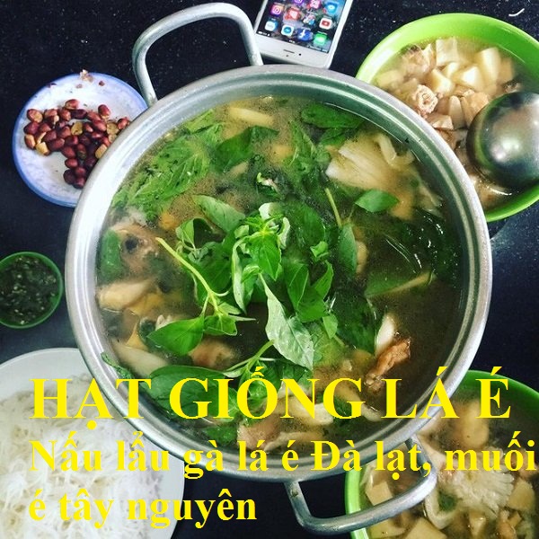 HẠT GIỐNG CÂY LÁ É  ĐÀ LẠT DÙNG NẤU LẨU GÀ LÁ É ĐÀ LẠT  - MUỐI É TÂY NGUYÊN