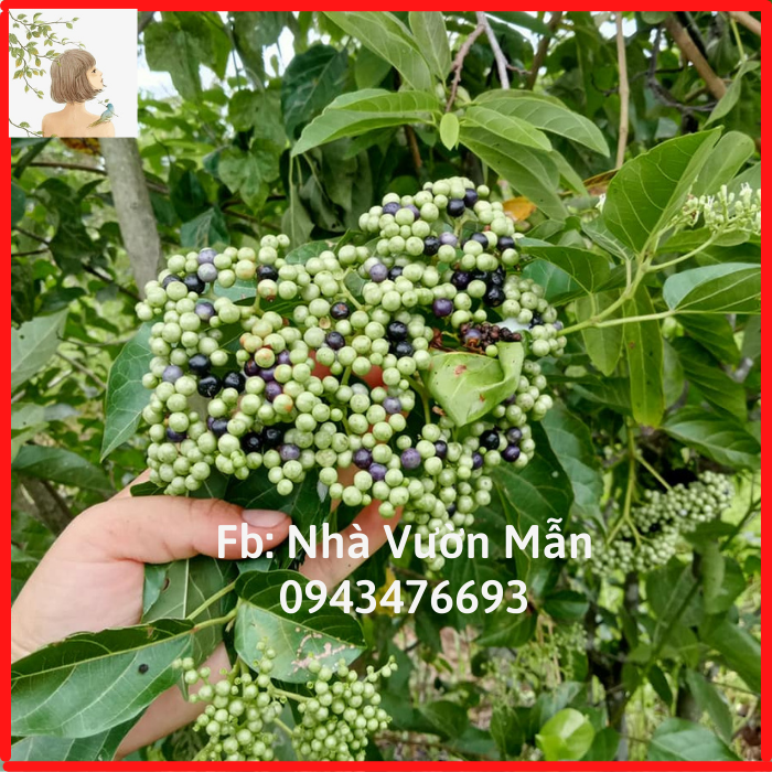 20 hạt giống cây lá cách
