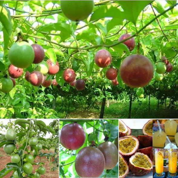 Hạt giống Chanh leo tím - Gói 20 hạt - Tặng gói kích hạt nảy mầm