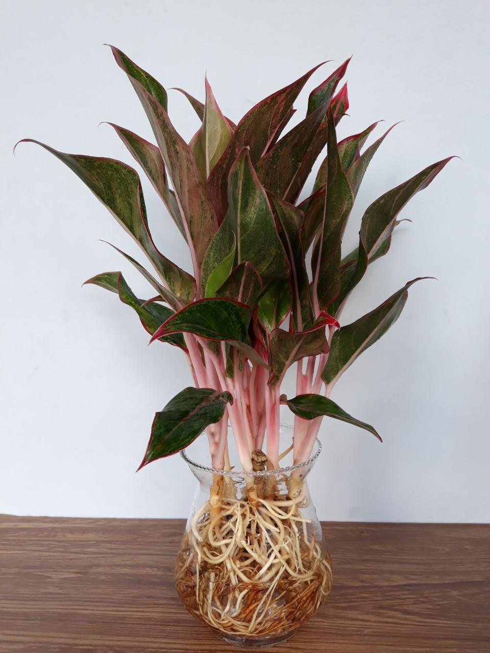 Cây phú quý thủy sinh