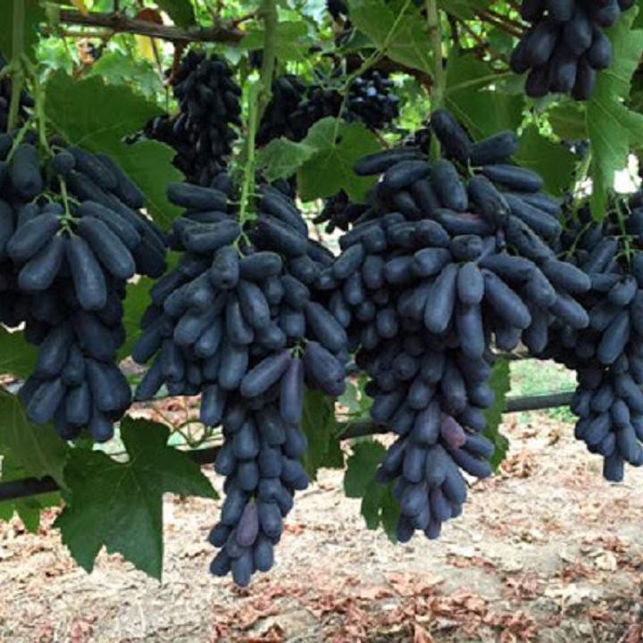 (Rẻ VCD) cây nho giống Ngón Tay  Mỹ không hạt siêu ngọt ( hỗ trợ trông tới khi có trái)