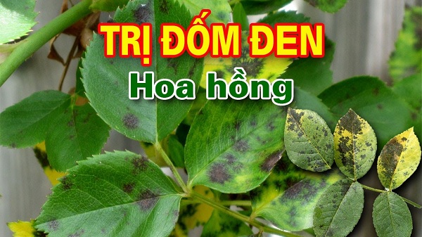 Diệt sạch nấm bệnh, vi khuẩn hoa hồng, hoa lan, thương hiệu GP-01