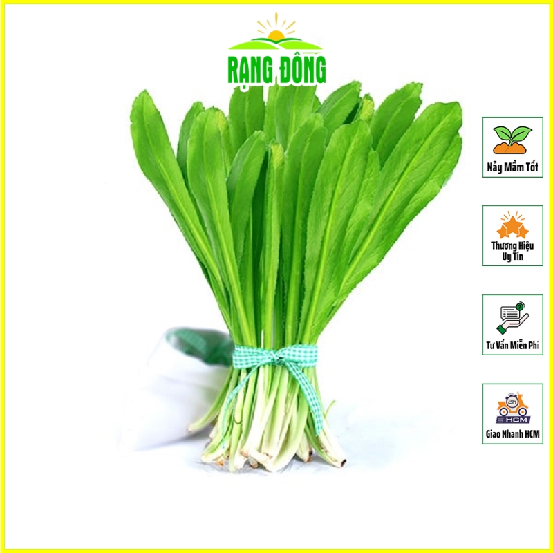 Hạt giống Rau Ngò Gai Trồng Được Quanh Năm, Cây Sinh Trưởng Khỏe - Hạt giống Rạng Đông