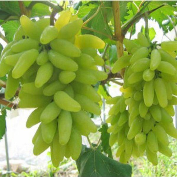 [ SP Mới Về] - Hạt giống nho ngón tay  giá rẻ