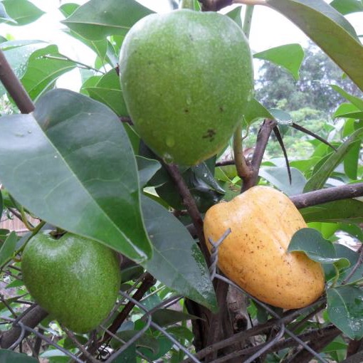 15 hạt giống cây bình bát vàng. Khi cây ra trái chín ngào đường thêm đá vào ăn rất ngon