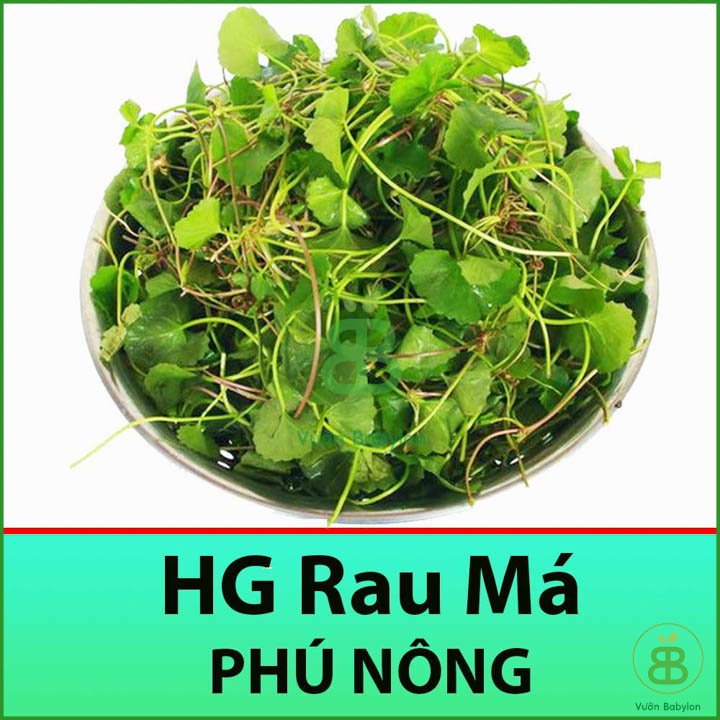 Hạt Giống Rau Má Giàu Dinh Dưỡng