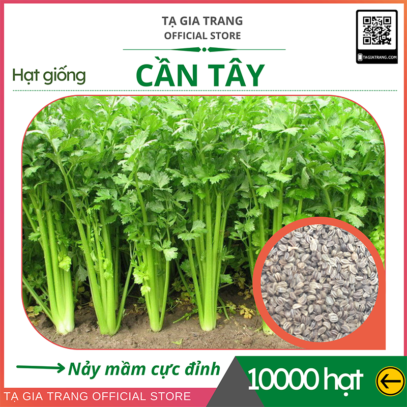 Hạt giống cần tây - Shop hạt giống Tạ Gia Trang