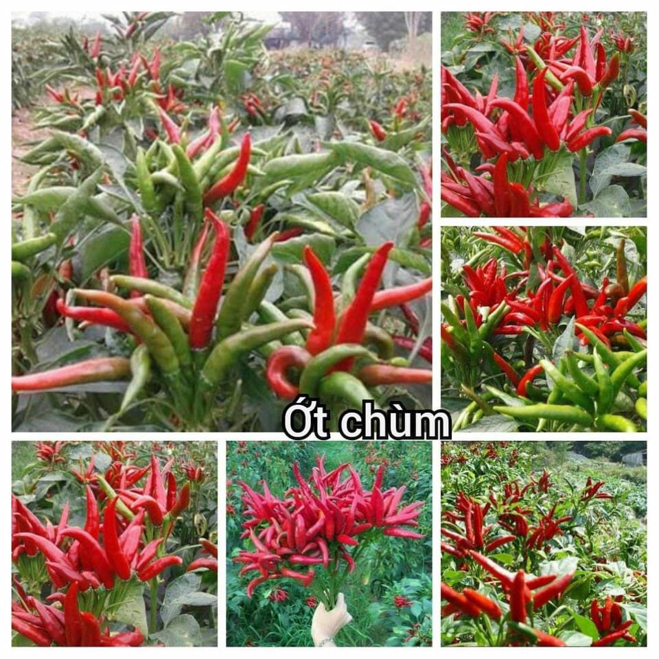 Hạt giống ớt chỉ thiên chùm giống nhập khẩu