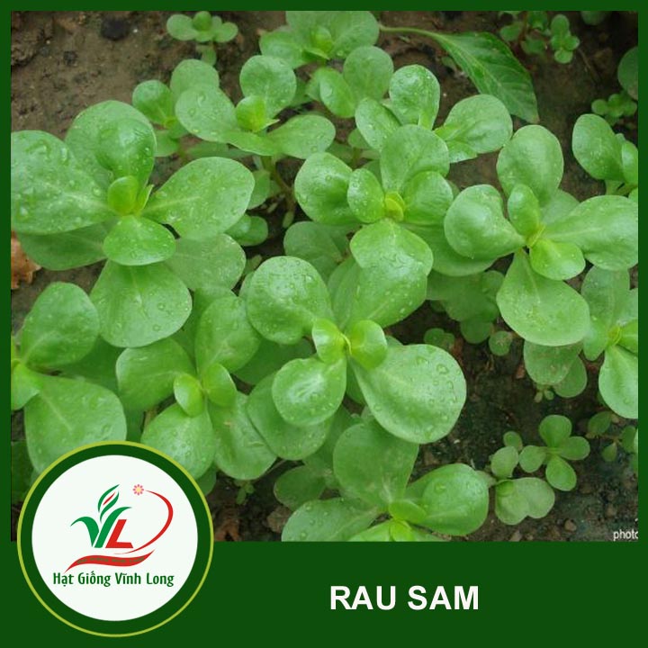 Hạt giống Rau sam - 1g