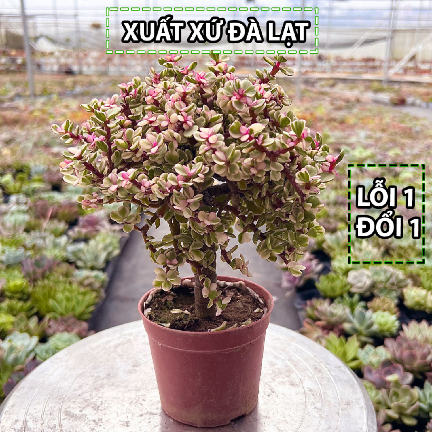 Sen đá đô lɑ hồng gốc thụ size vừa siêu đẹp, vườn sen đá vườn pandaa garden đà lạt thuần chủng, cây dễ chăm, lỗi 1 đổi 1
