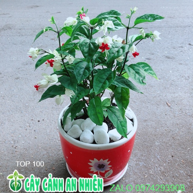 Chậu cây hoa ngọc nữ