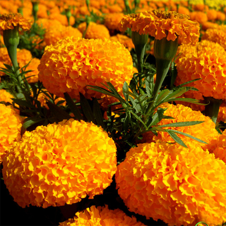 500 hạt giống cúc vạn thọ màu cam bông to 40-50 cm