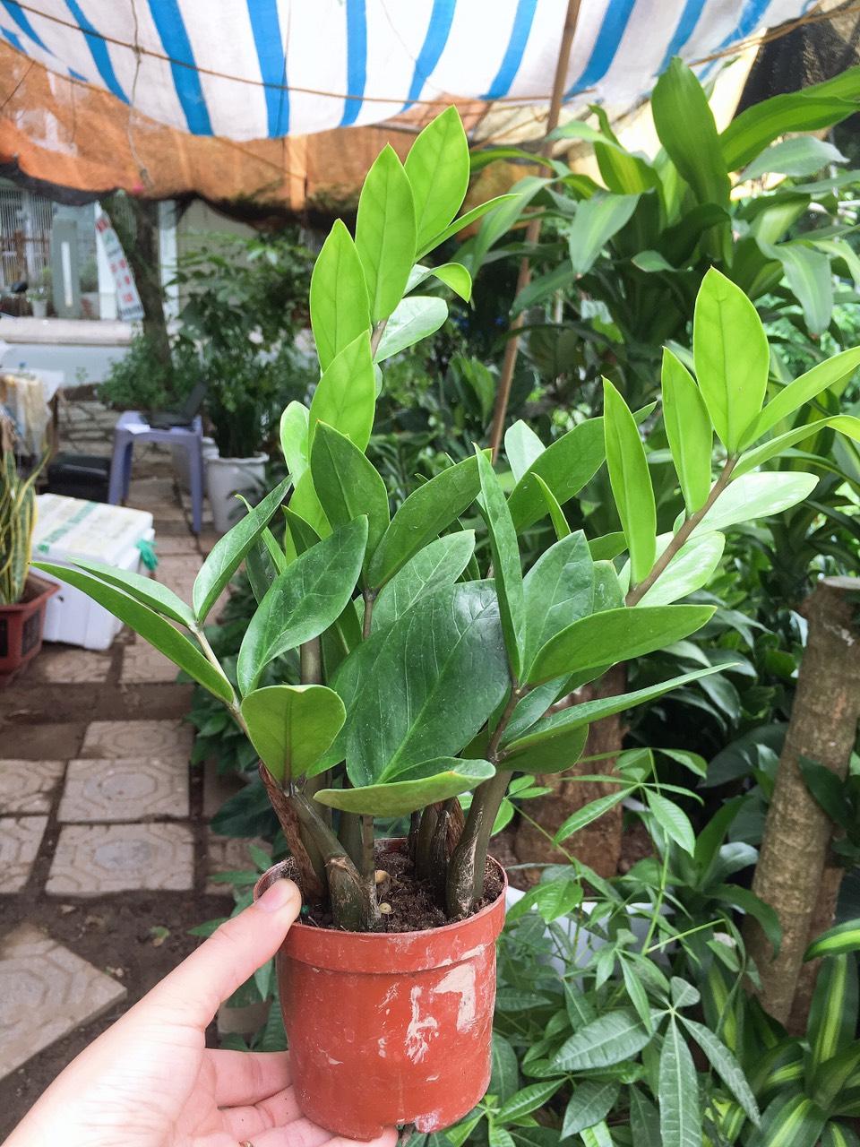 Cây kim tiền để bàn chậu nhựa