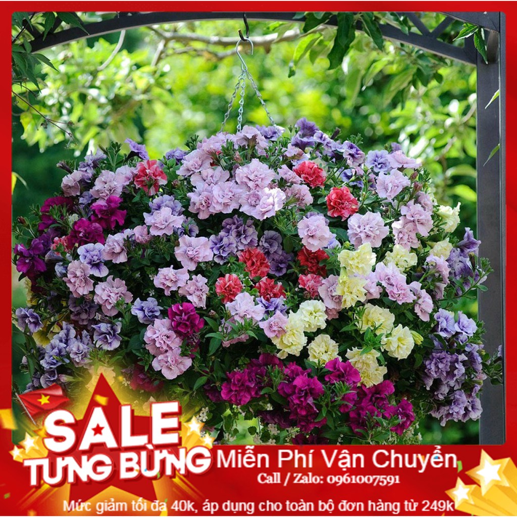 Hạt giống dạ yến thảo mix - 15 hạt