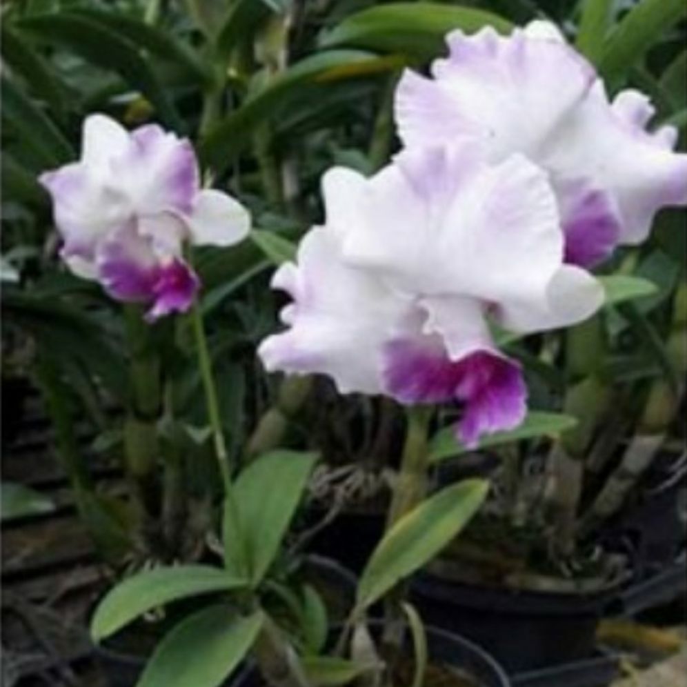 hoa lan đenro lai cat cây giống