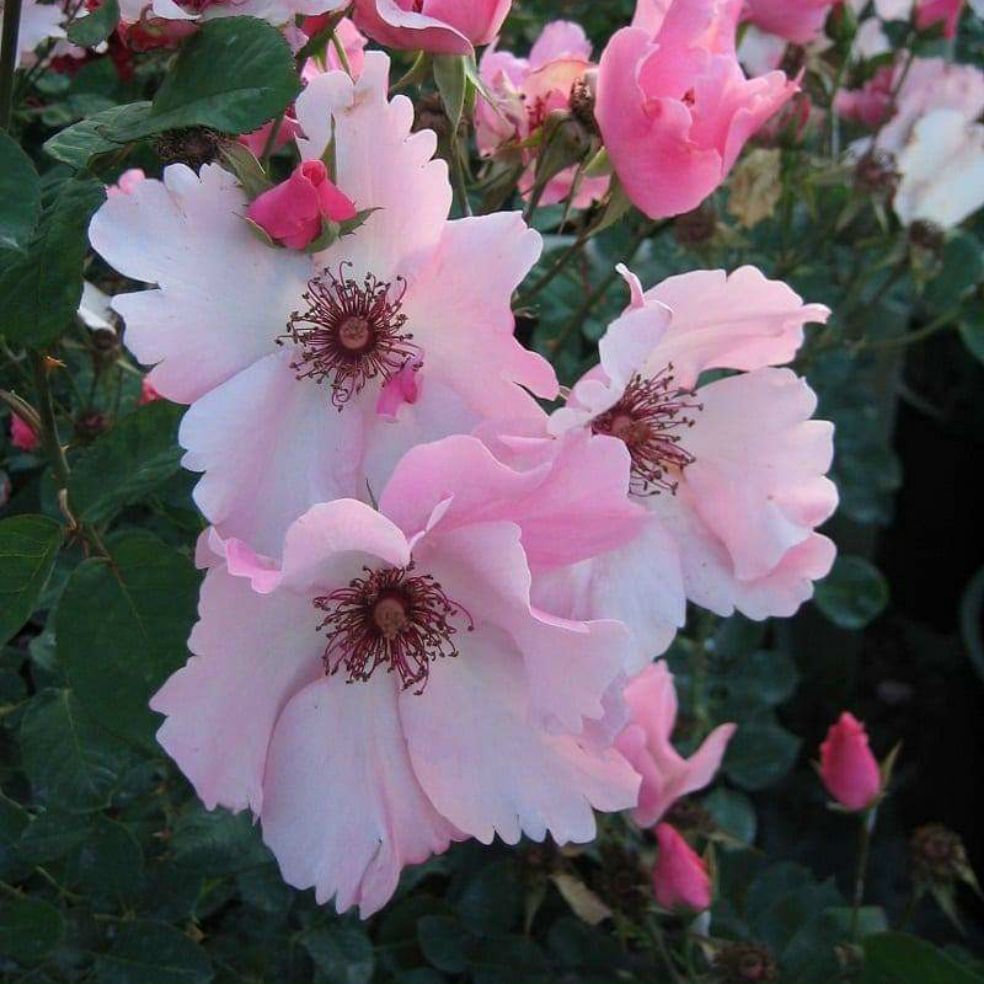 HOA HỒNG CÁNH ĐƠN - 2 tuần cho hoa 1 lần