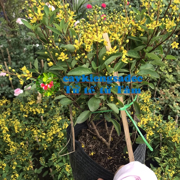 caykiengsadec - Cây kim đồng vàng + tặng phân bón cho cây mau lớn - hoa kiểng lá - trang trí nội thất cảnh quan sân vườn ngoài trời