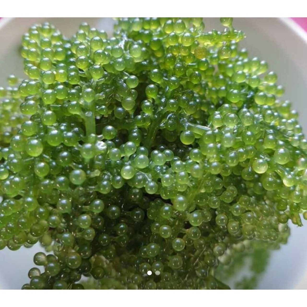 Rong nho tách nước gói 100gram - rong nho biển - công nghệ tách nước nhật bản dav020