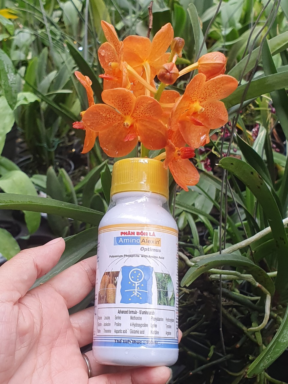 Phân bón amino alexin chai 100ml - đặc trị thối lá -mai huy