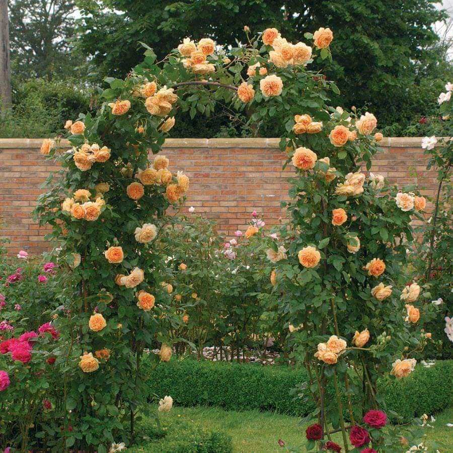 COMBO 5 GỐC HÔNG LEO ĐỦ MÀU ( KHÁCH  ĐƯƠC CHỌN MÀU )