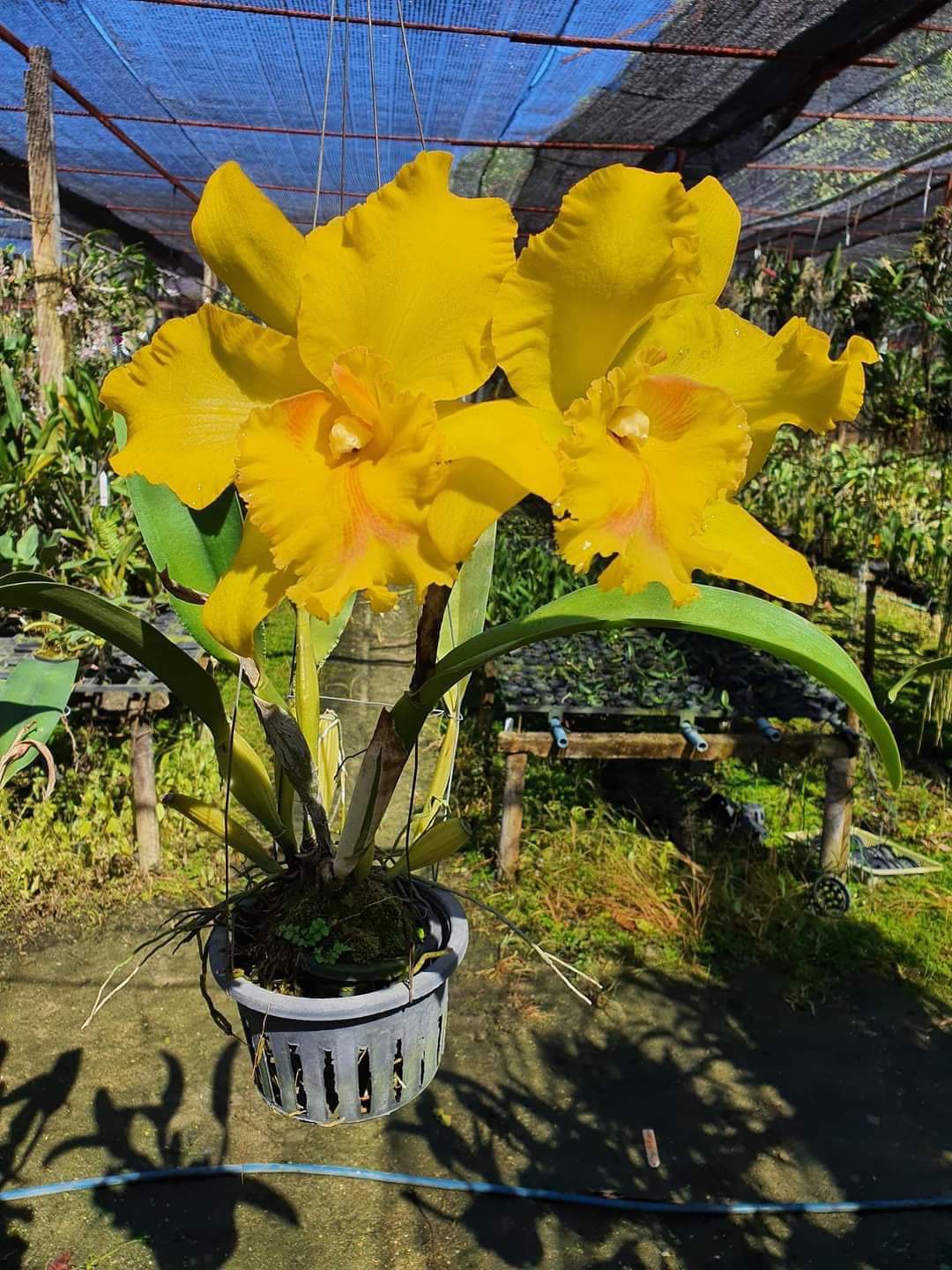 Hoa lan Cattleya Plonpit chậu trưởng thành, nhiều thân