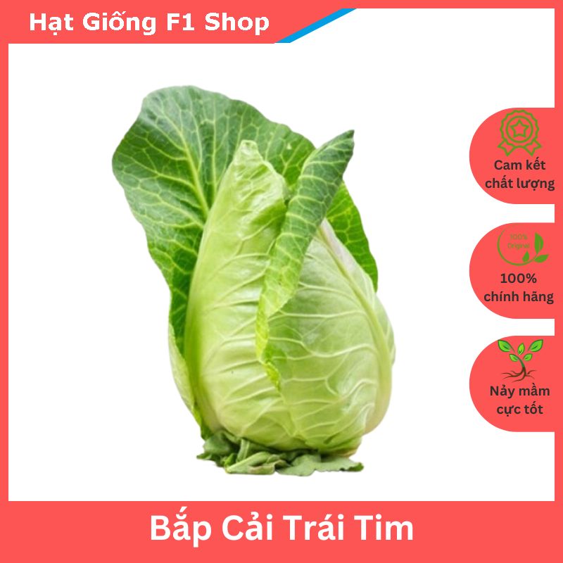 Hạt Giống Bắp Cải Trái Tim F1 Xuất Xứ Nhật Cuộn To (100H)