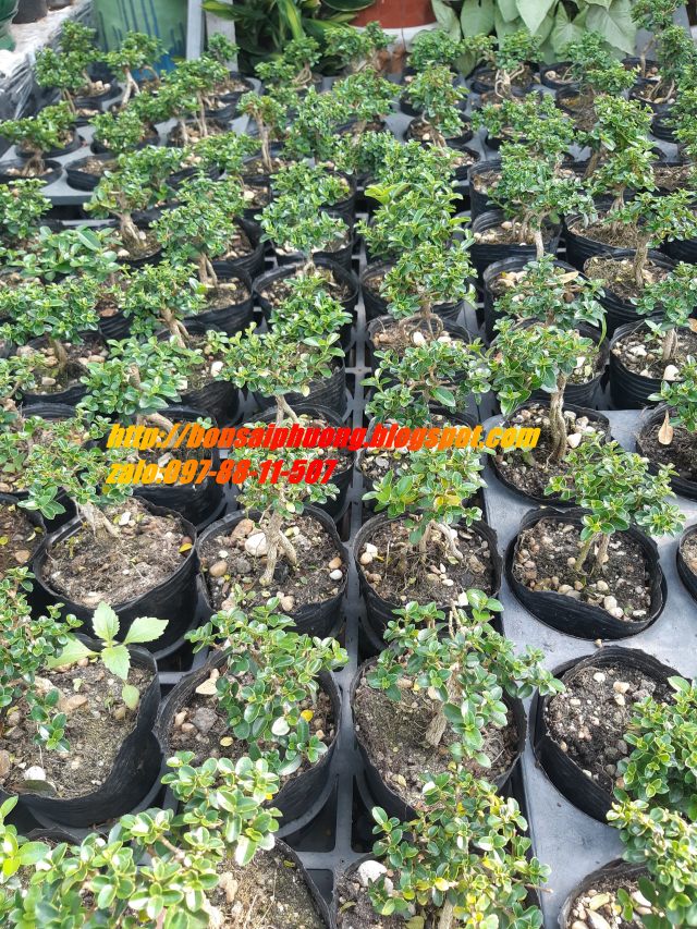 sam hương siêu mini