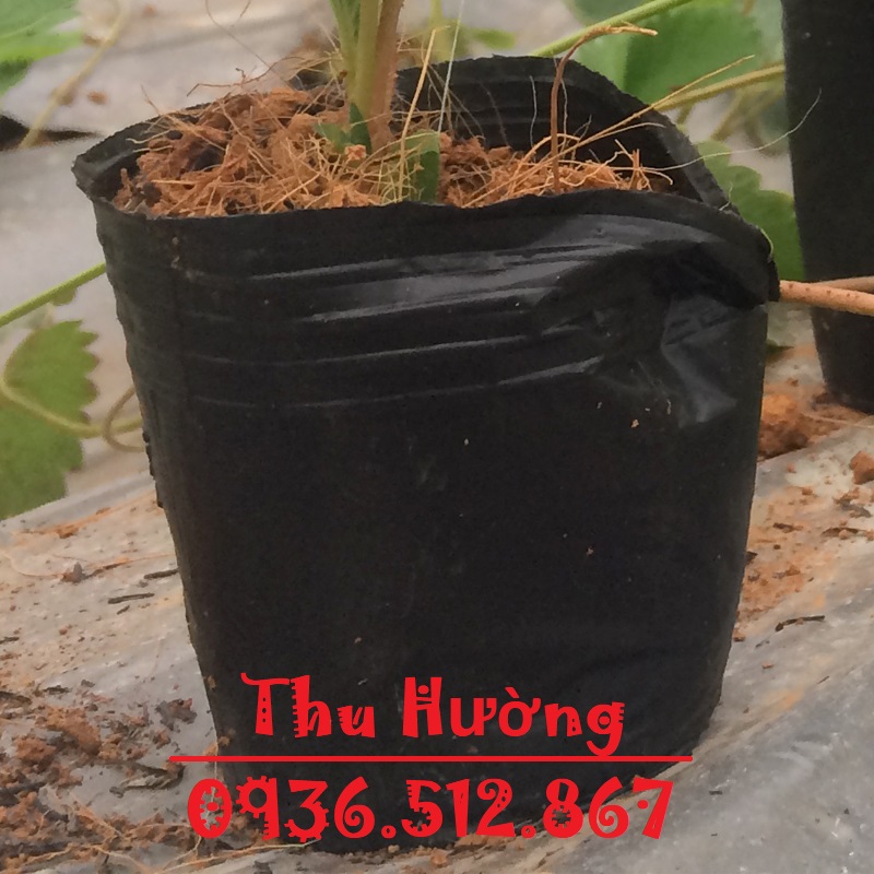 Combo 10 cái chậu nhựa đen 15x13 c7 trồng - ươm cây loại dày- dẻo-bền
