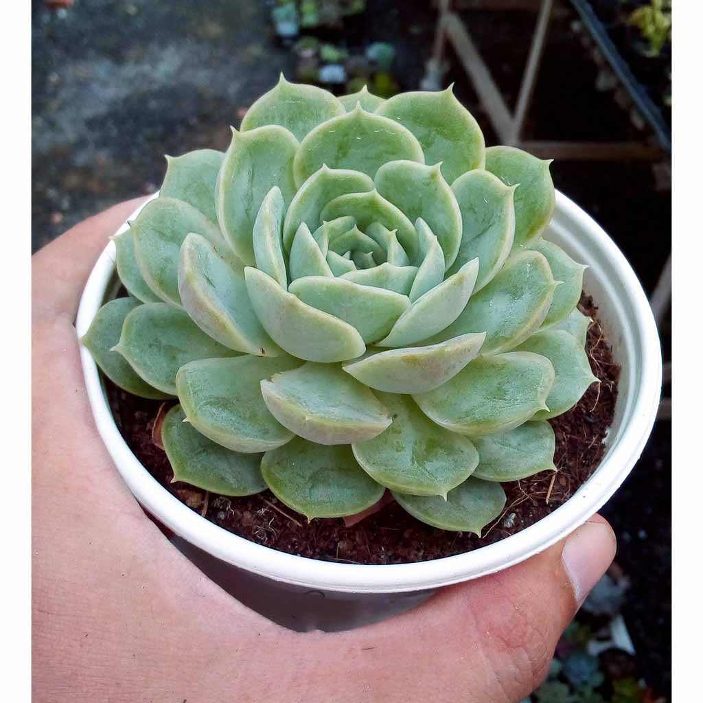 Hạt giống Hoa Sen Đá mix nhiều loại