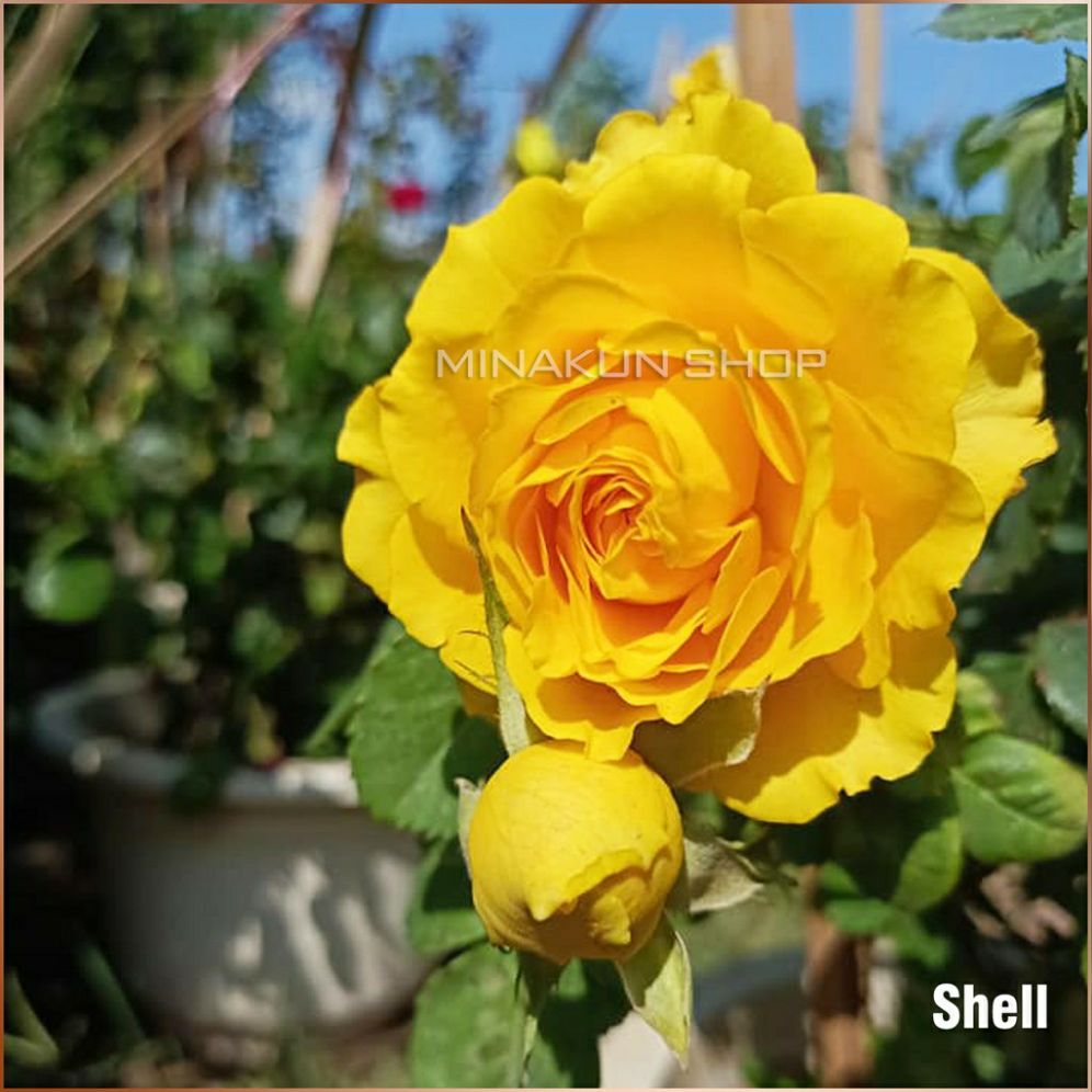 Hoa hồng ngoại Shell vàng