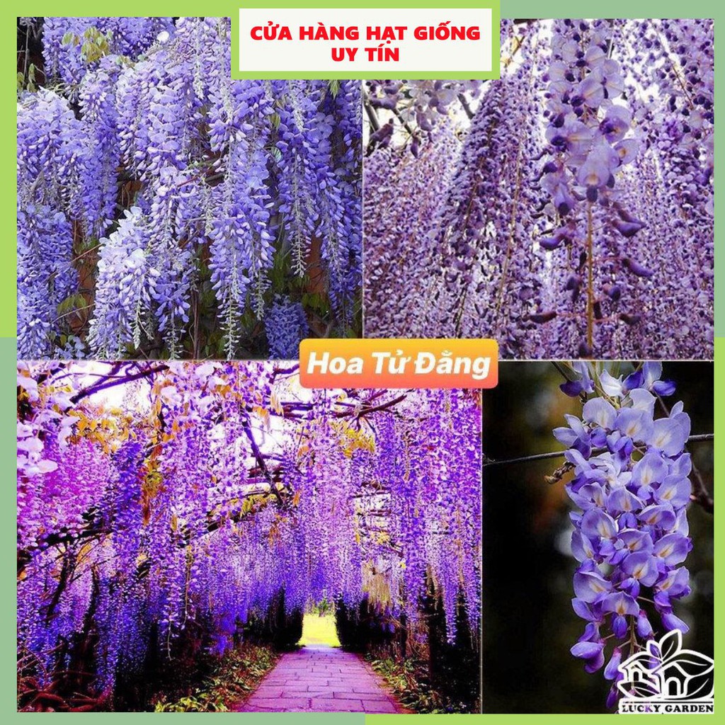 [Gói 10 hạt] Hạt Giống Hoa Tử Đằng Thân Gỗ F1 Loại Siêu Dễ Trồng, Hoa Nở Đẹp Tặng kèm Hướng Dẫn Trồng