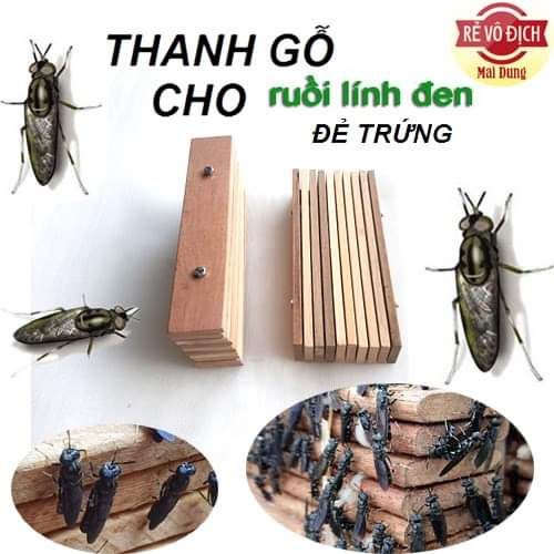 Thanh gỗ cho ruồi lính đen đẻ trứng