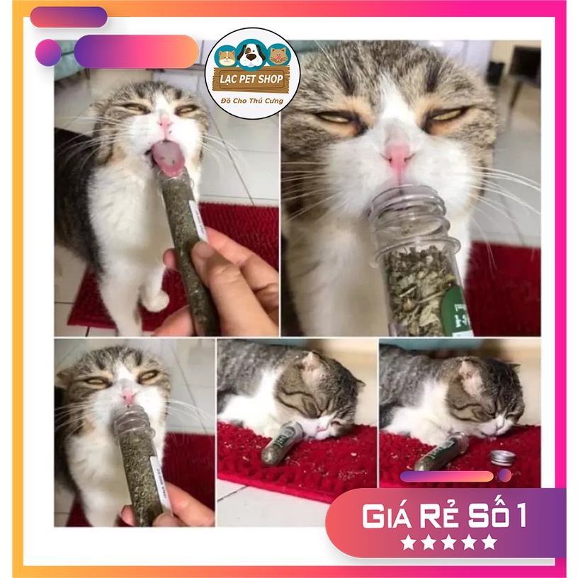 Cỏ mèo ngửi Catnip cỏ bạc hà cho mèo phê