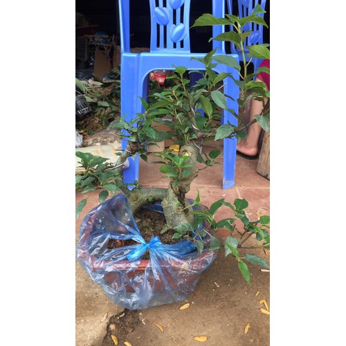 CHẬU GIỐNG SUNG THẾ CÂY GIỐNG SUNG NẾP DÁNG BONSAI