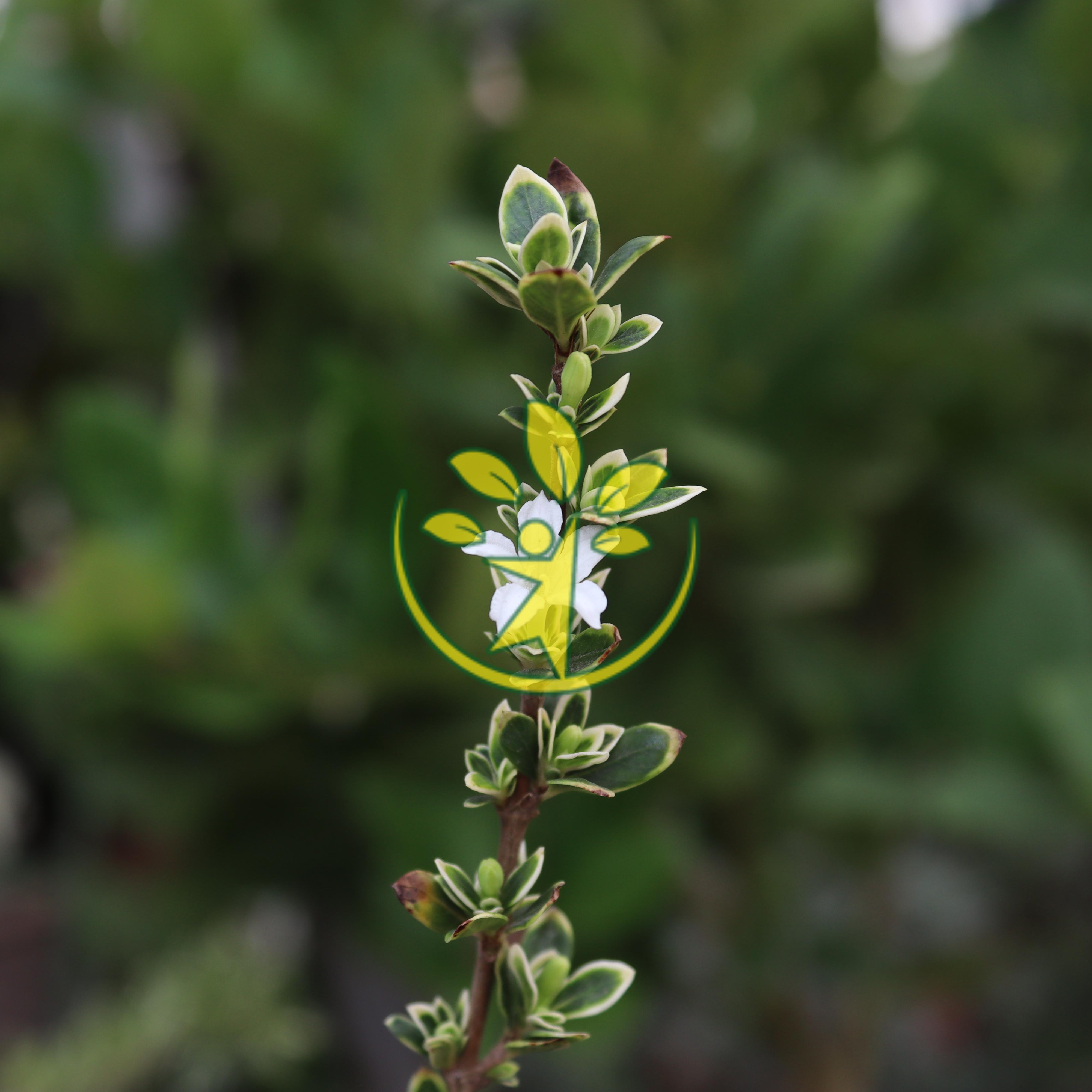 Chậu cảnh bạch tuyết mai mini - Tặng kèm phân bón