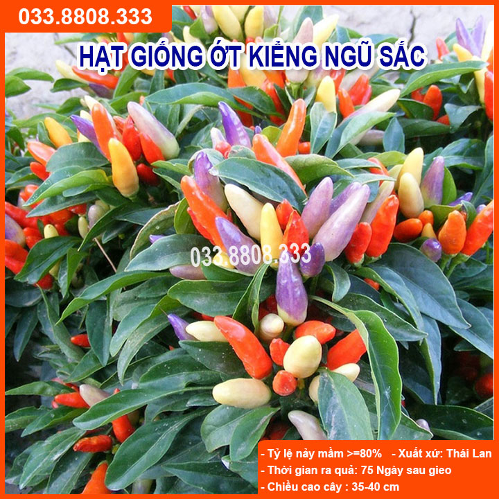 Hạt Giống Ớt Ngũ Sắc ( Ớt Kiểng ) Siêu Quả Trồng Chậu
