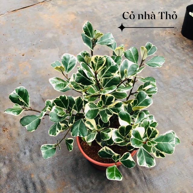 Bàng Singapore lá tim đột biến