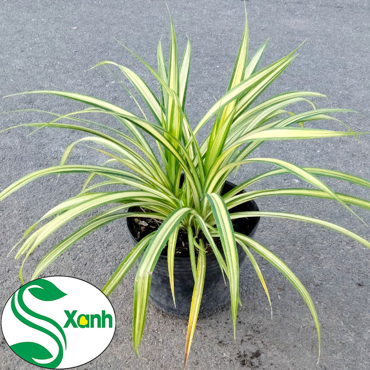 Cây Dứa Vàng, Cây Cảnh Sân Vườn