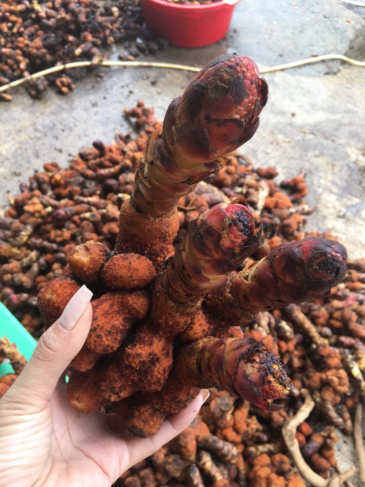 Sản phẩm ngọc cẩu khô 1 kg hot hiện nay