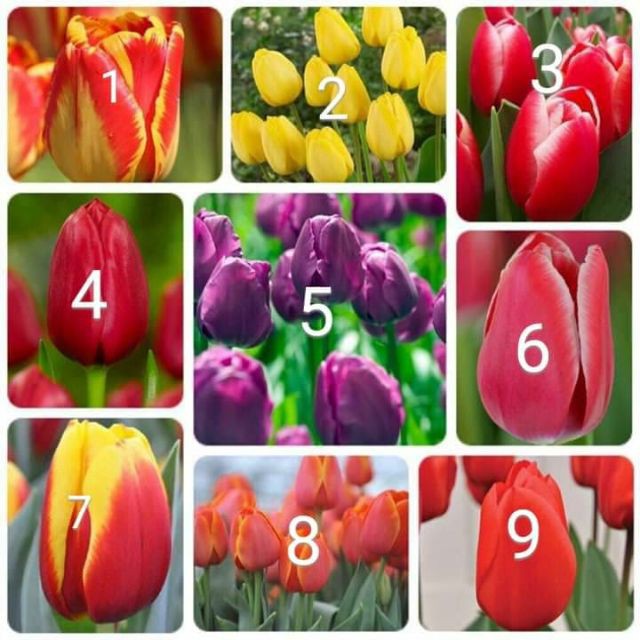 Khuyến mại ---củ hoa tuy líp nhiều màu