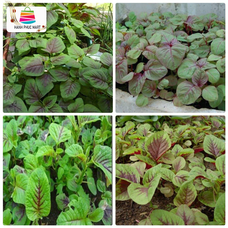 [HCM]Hạt giống Rau dền 3 màu phú nông - PhuNongSeeds
