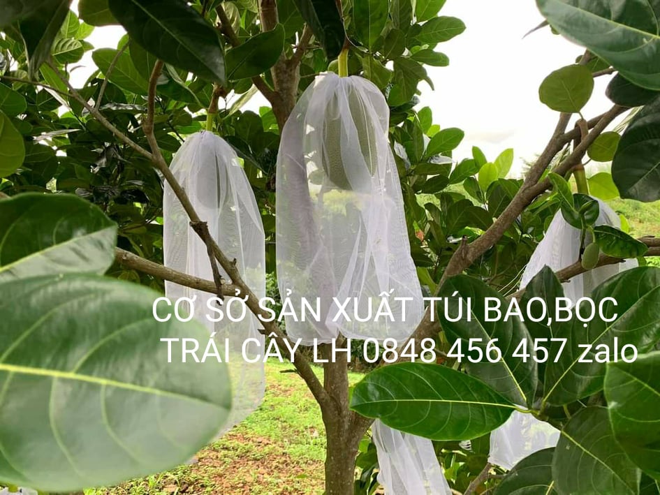 50 CÁI TÚI BAO ,BỌC MÍT THÁI KÍCH THƯỚC 50*70