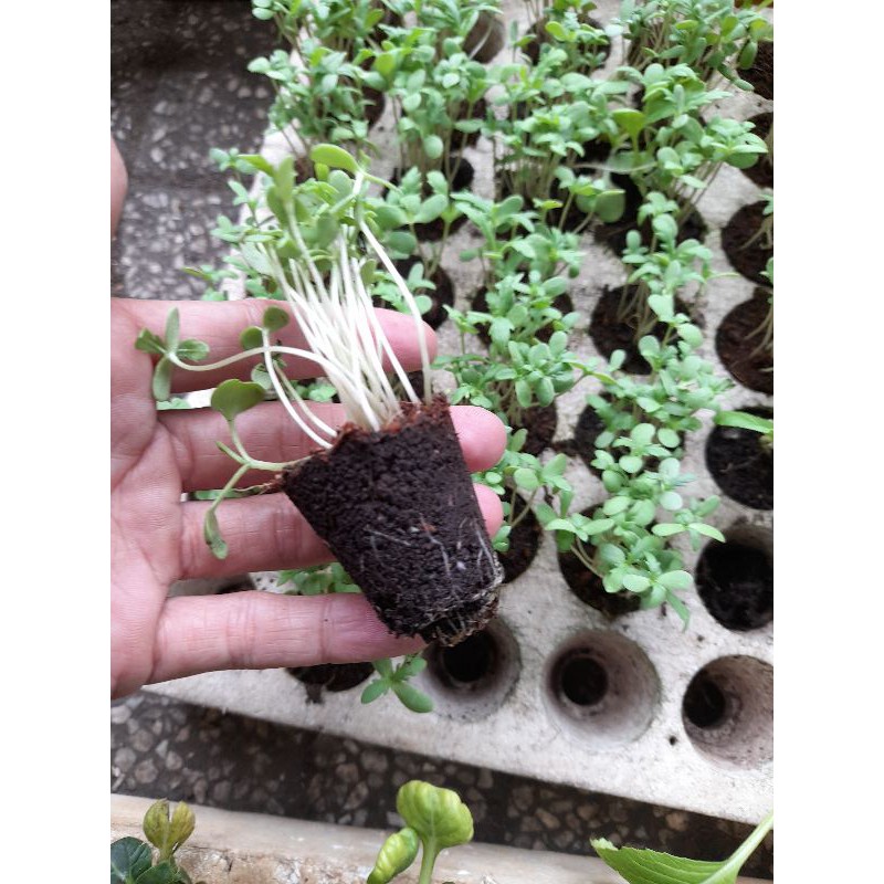 3 Khay xốp ươm cây giống