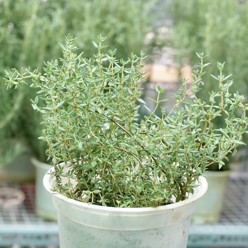 Cây xạ hương thyme, gia vị âu, cây thơm 4.9